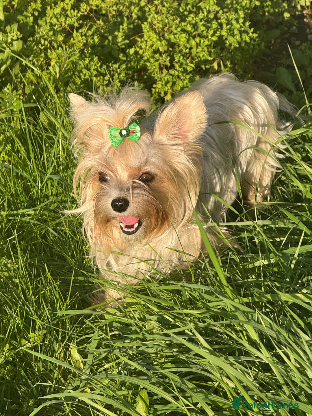 Yorkshire Terrier dogs for sale: Gorgeous Yorkshire puppies  - Image 24