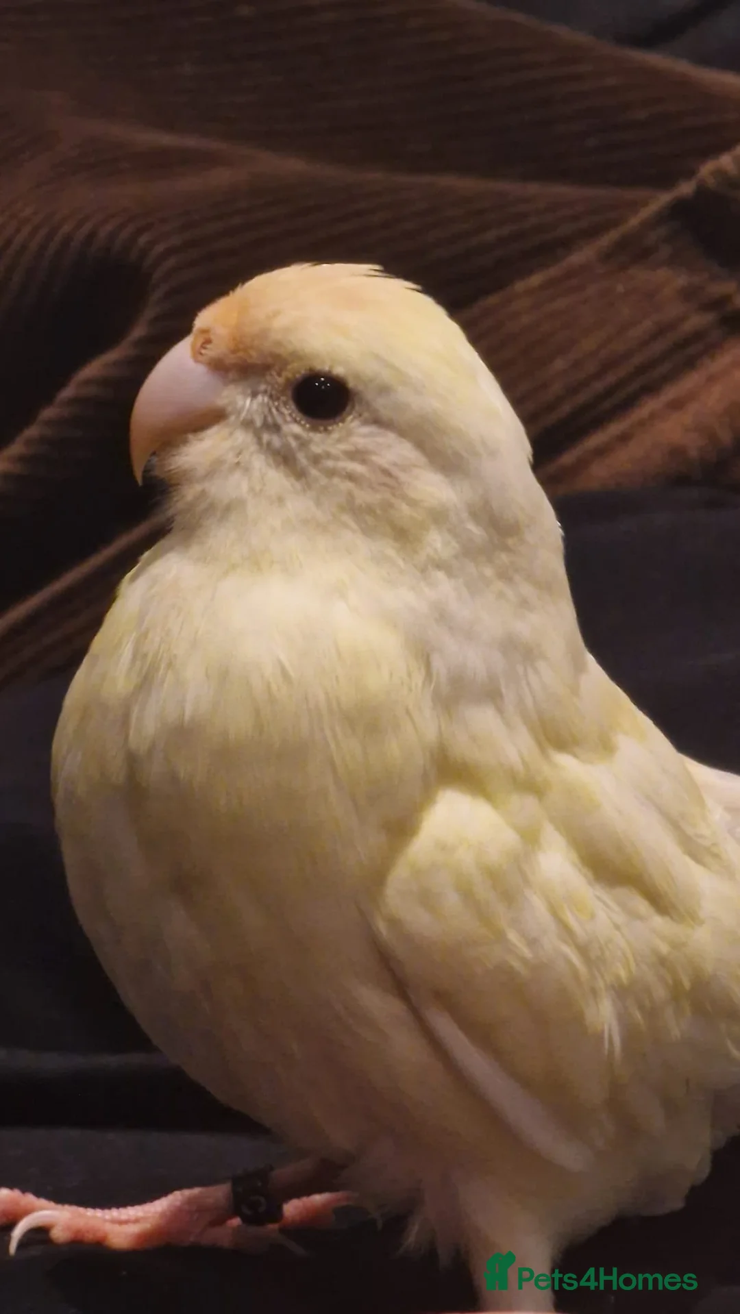 Parakeets birds for sale: Proven Breeding Pair Kakarikis with Cage - Advert 4