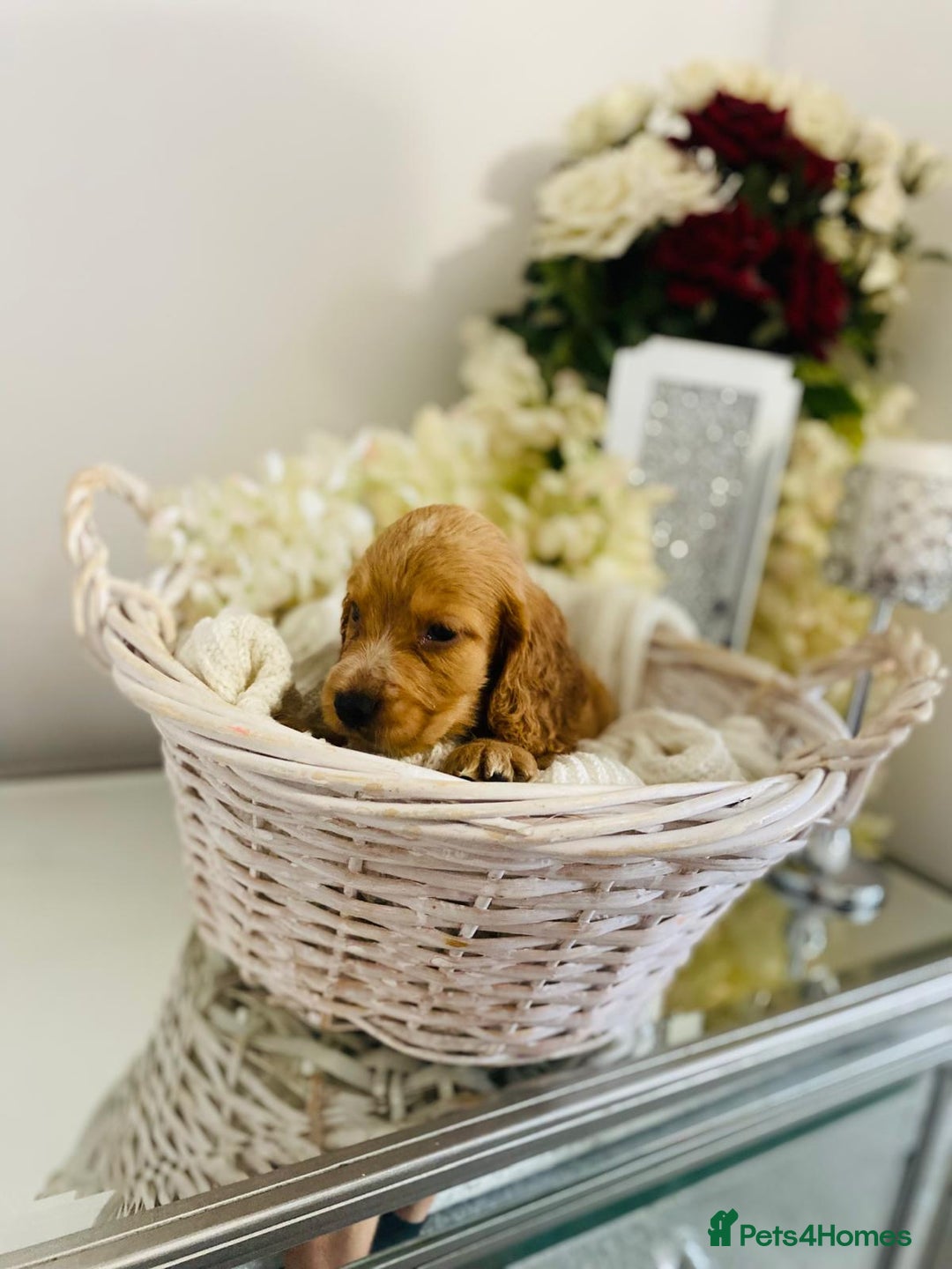 Cocker Spaniel dogs for sale: Beautiful litter of show type cocker spaniels - Image 7