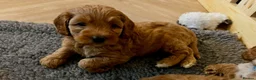 Australian Labradoodle dogs for sale: Multigen Australian Labradoodle - Advert 11