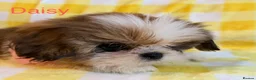 Shih Tzu dogs for sale: Beautiful Shih Tzu puppies  - Advert 6