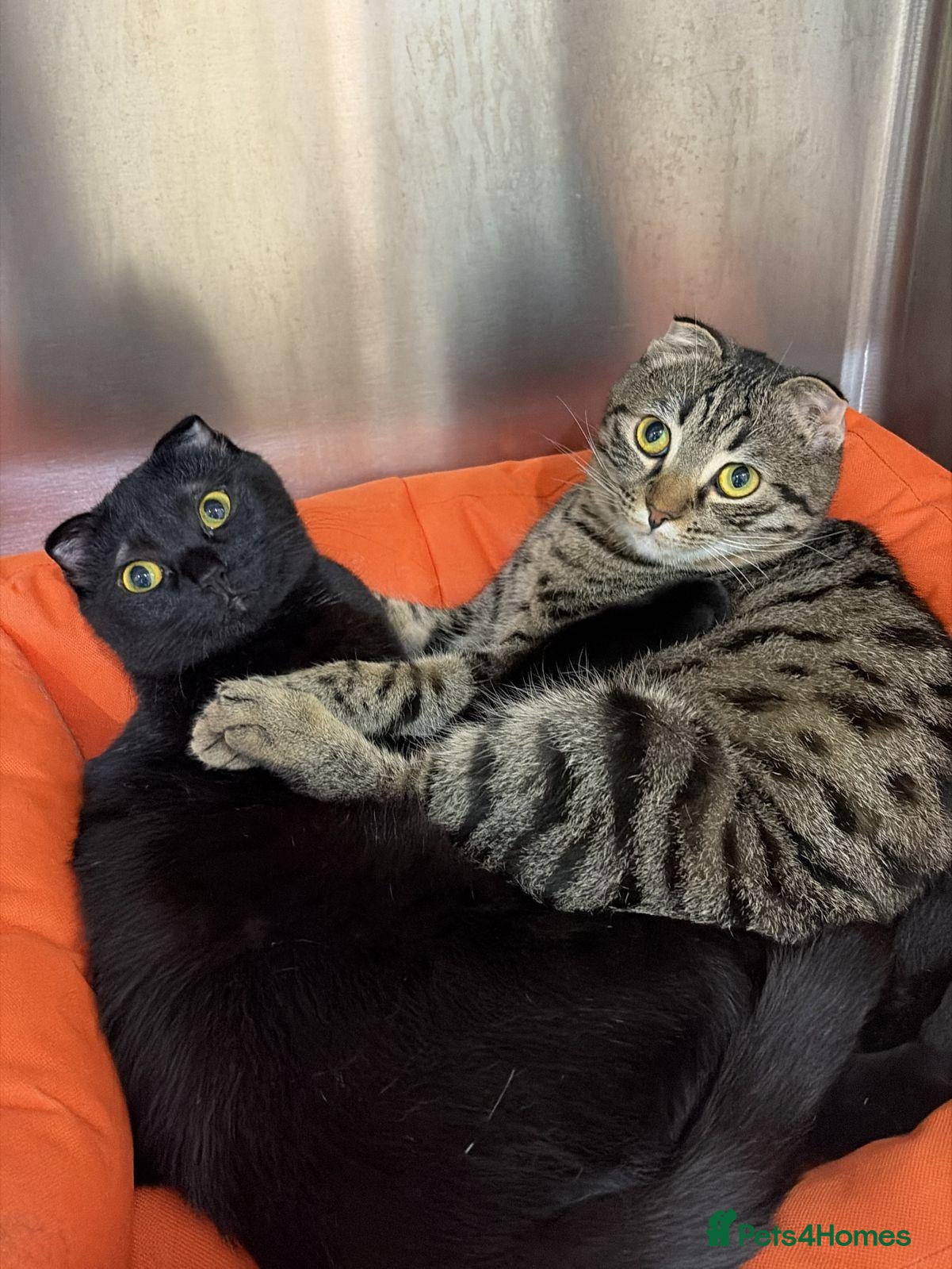 Scottish Fold cats LUNA -BELLA SCOTTISH FOLD SISTERS  AFFECTIONATE - Advert 1