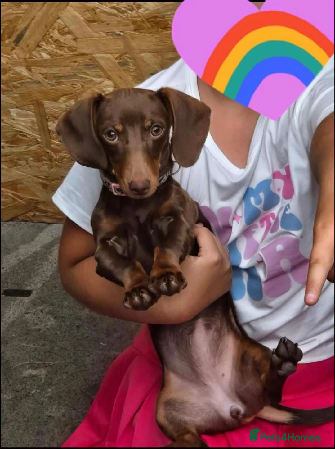 Miniature Dachshund dogs for sale: Minature dachshund  in Oldbury - Advert 2