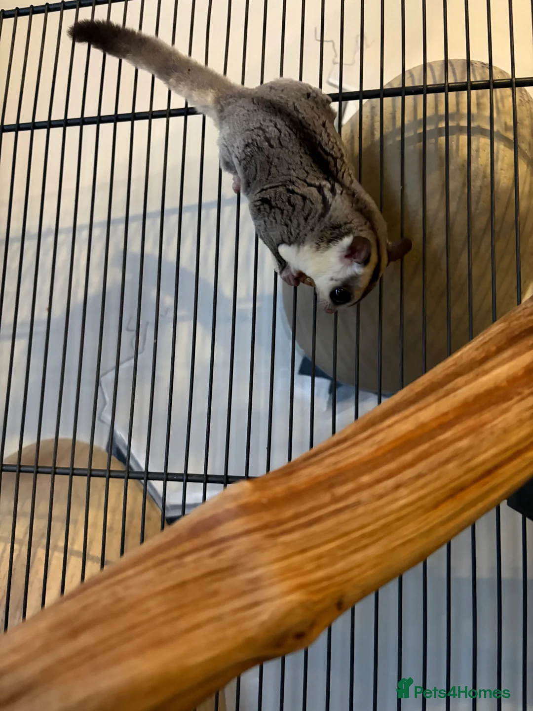 Sugar Glider rodents for sale: Sugar gliders x2 and cage - Advert 3
