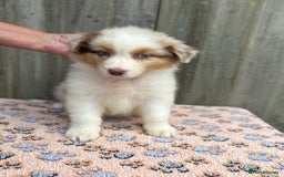 Australian Shepherd dogs for sale: Beautiful pedigree Australian Shepherd puppies - Image 3