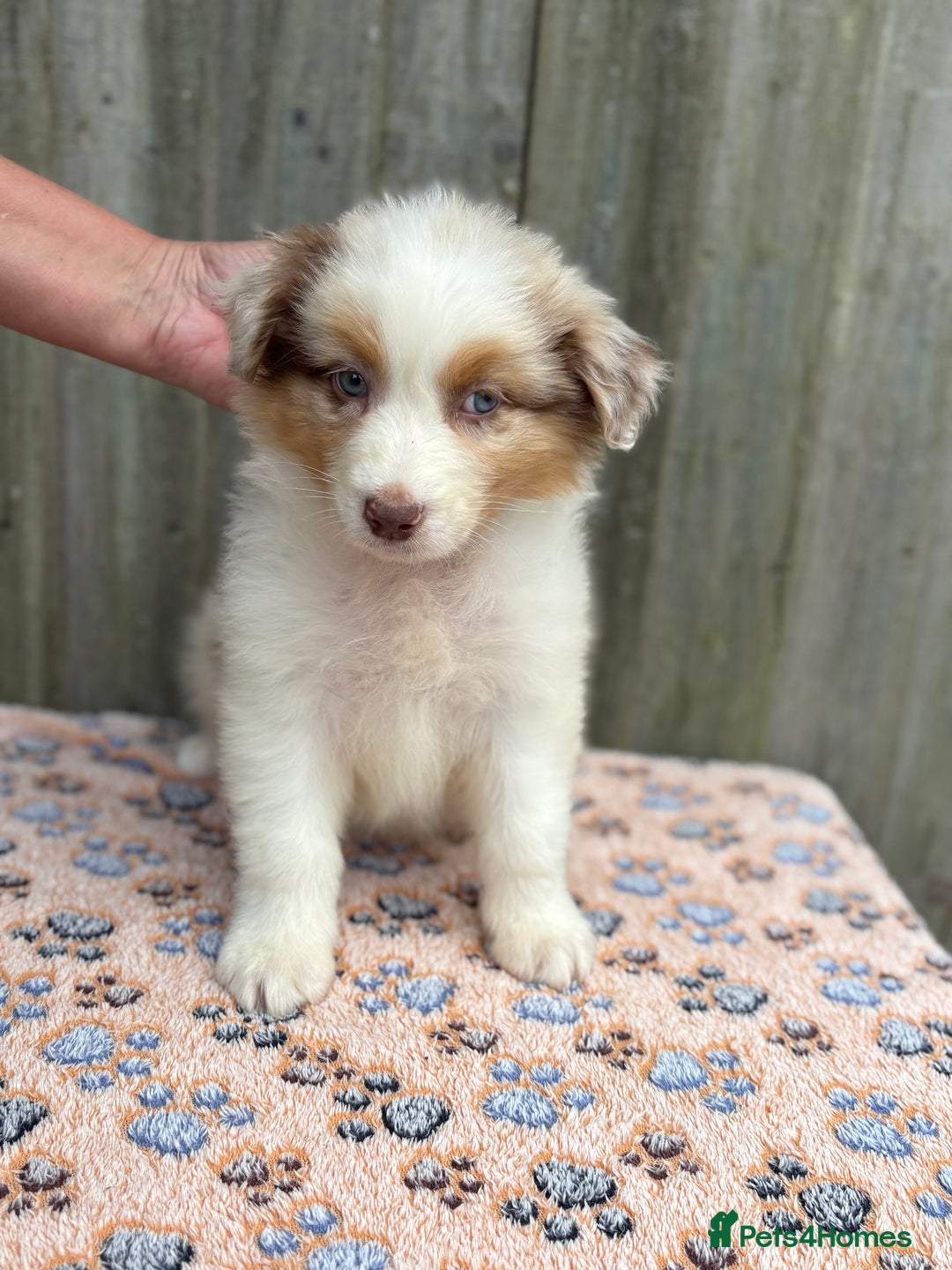 Australian Shepherd dogs for sale: Beautiful pedigree Australian Shepherd puppies - Image 3
