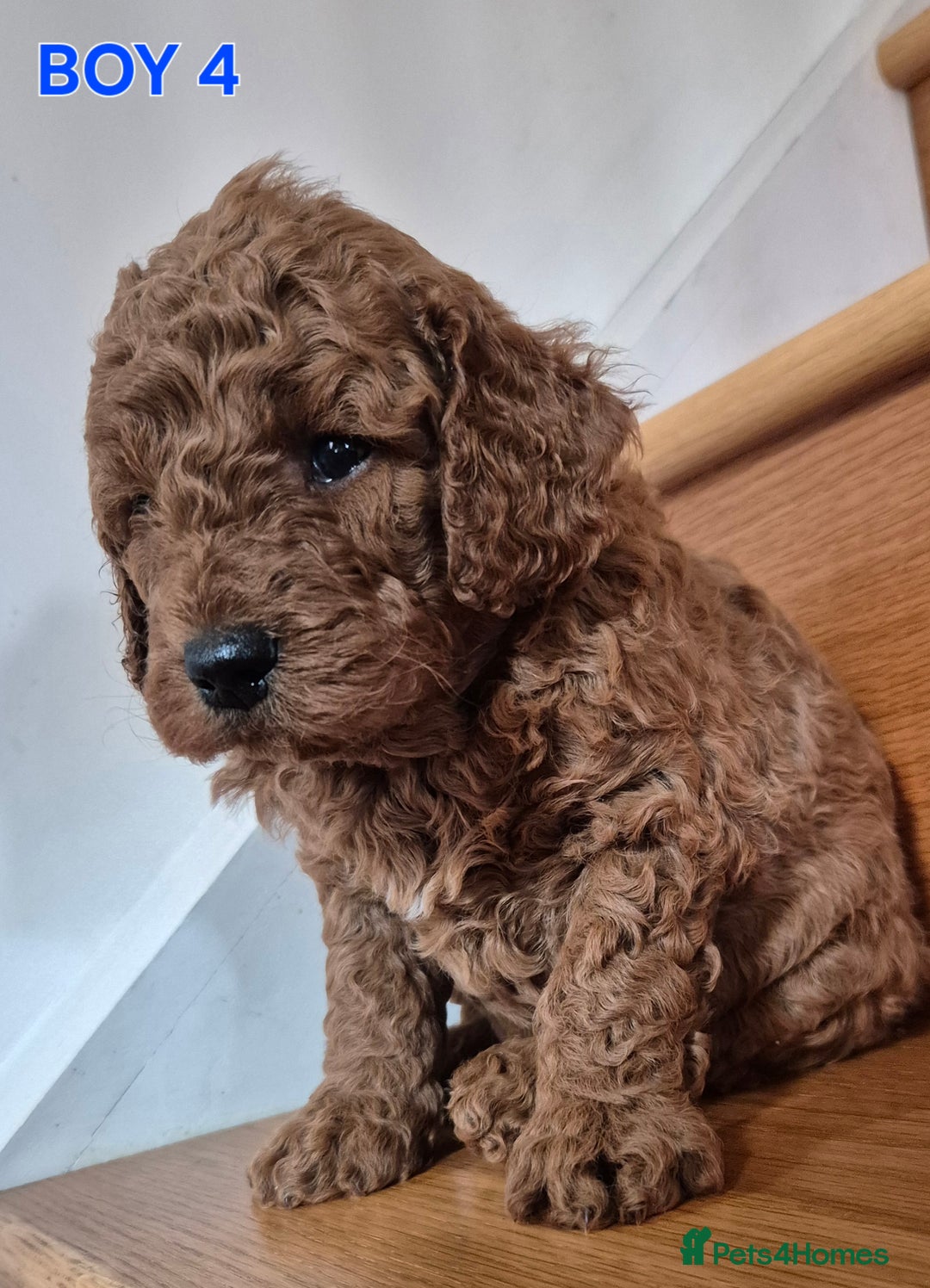 Mini Goldendoodle dogs for sale: F1b Red Miniature Goldendoodles tested parents - Image 21