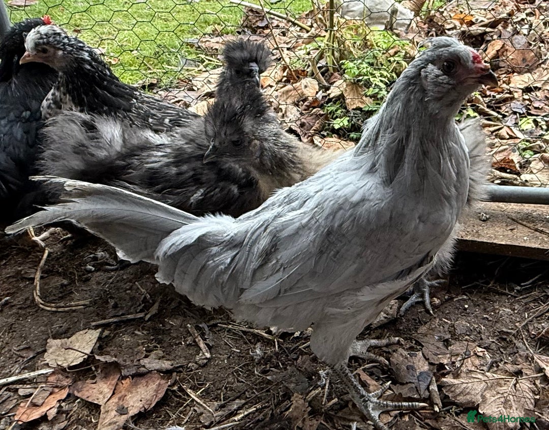 Chickens poultry for sale: Araucana lavender cockerels FREE - Advert 1