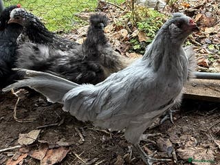 Chickens poultry Araucana lavender cockerels FREE - Advert 2