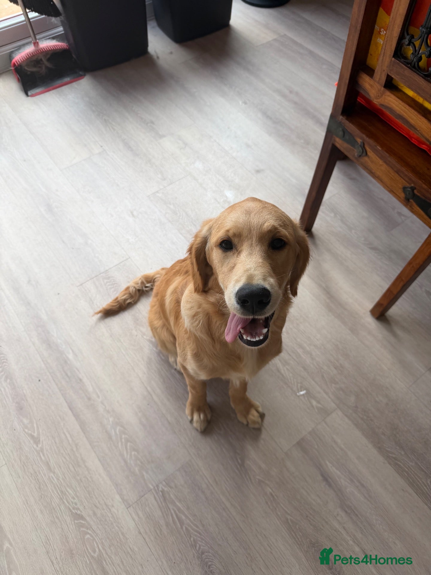 Golden Retriever dogs 6 month old female golden retriever  - Advert 9