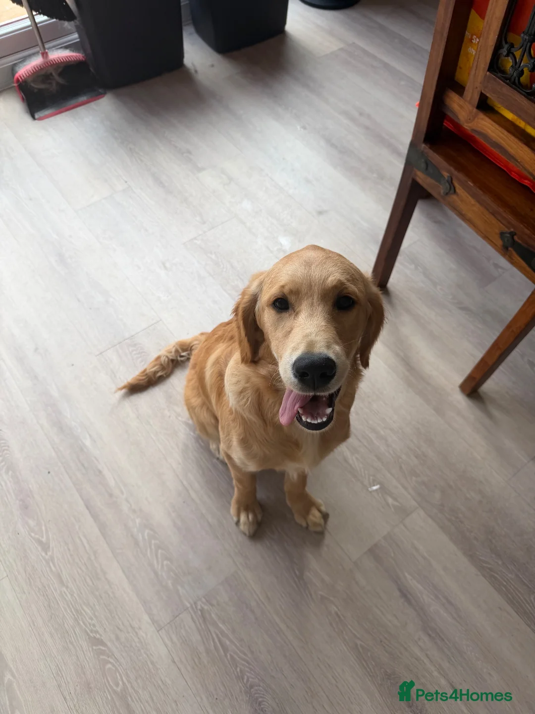 Golden Retriever dogs for sale: 6 month old female golden retriever  - Advert 1