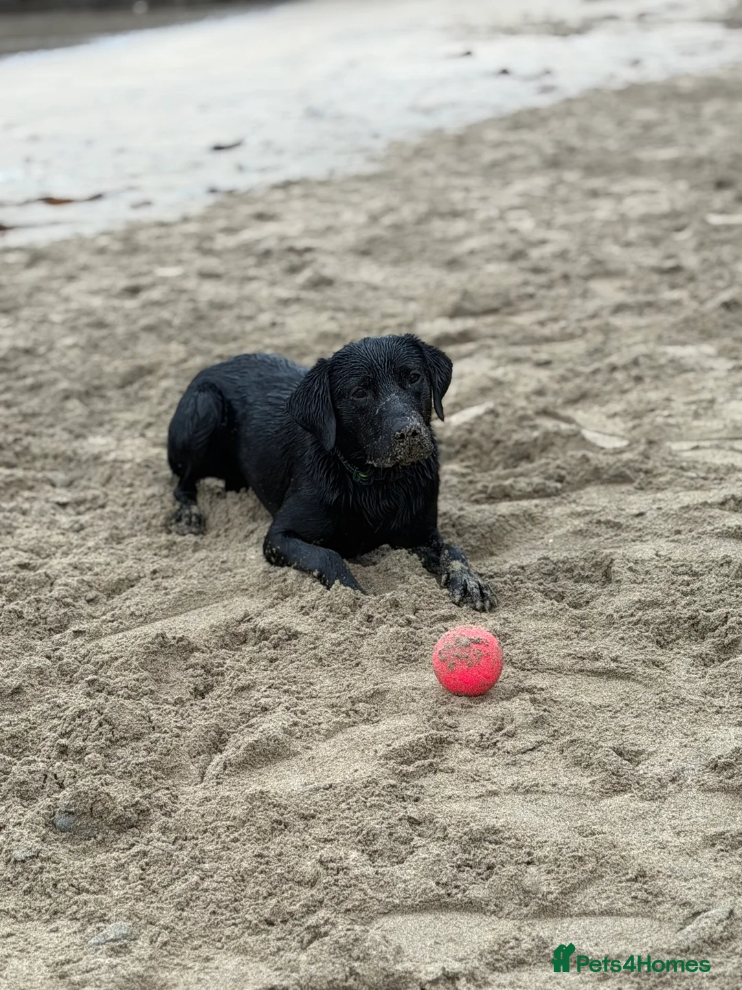 Labrador Retriever dogs for sale: Male Labrador  - Advert 4