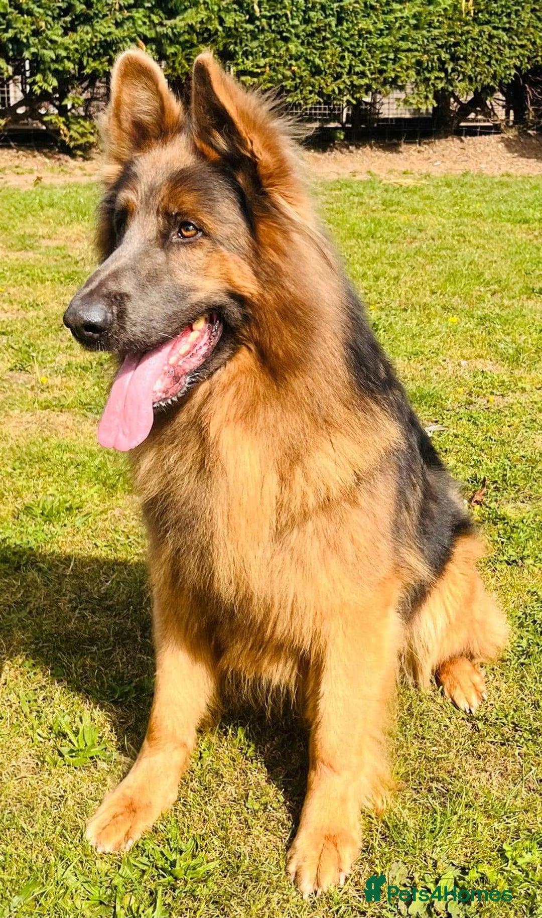 German Shepherd dogs for sale: TOP QUALITY GERMAN SHEPHERD LITTERS - Image 15