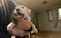 Staffordshire Bull Terrier dogs for sale: White staffy for sale  - Image 3