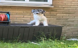 Mixed Breed dogs for sale: Ragnar - Akipu - Image 1