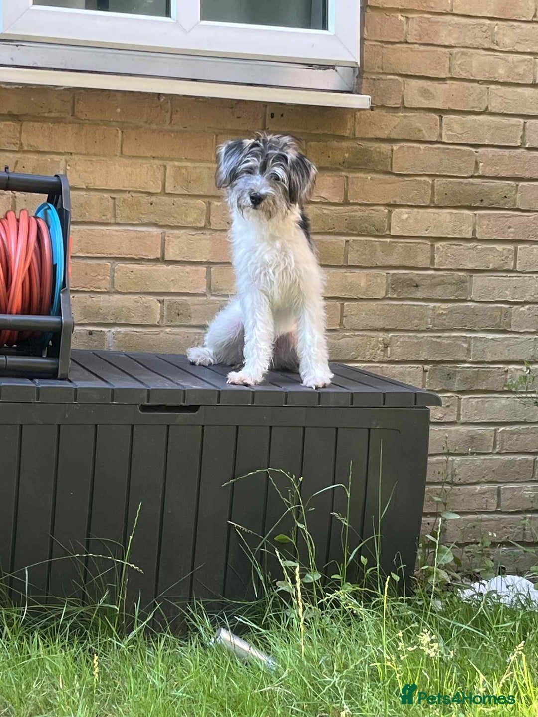 Mixed Breed dogs for sale: Ragnar - Akipu - Image 1