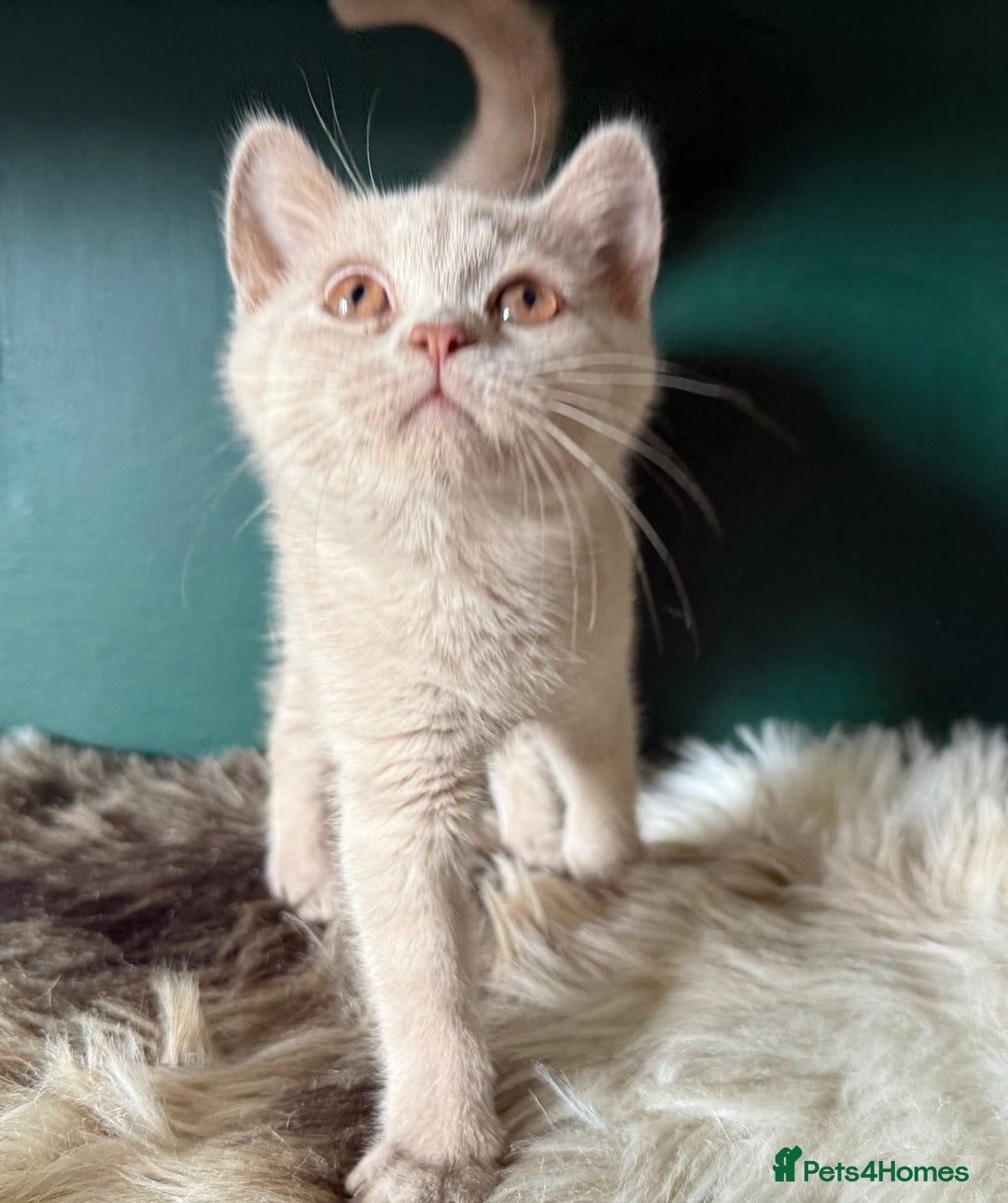 British Shorthair cats for sale: 12 week old Bsh males fawn and black  in Derby - Image 2