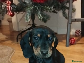 Dachshund dogs Dachshund puppies - Advert 4