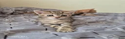 Mixed Breed cats for sale: 🐾 Beautiful Kittens Looking for Loving Homes 🐾 in Willenhall - Advert 19