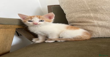 Mixed Breed cats in Cullompton - Advert 4