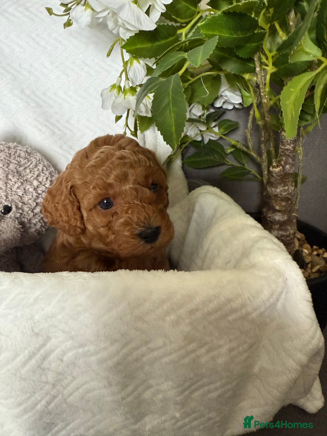 Cavapoo dogs for sale: F1B cavapoo puppies - Image 17