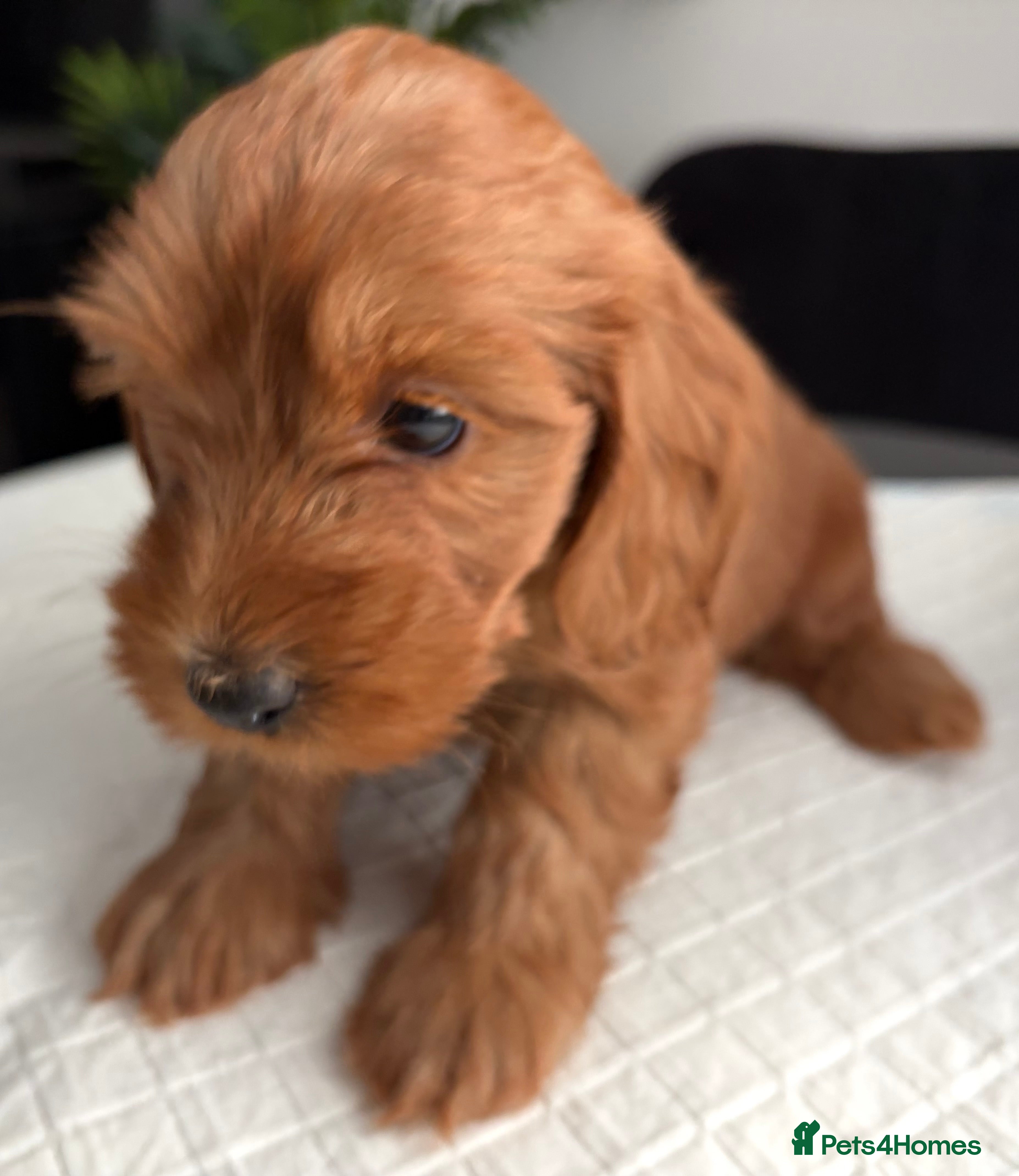 Cockapoo dogs Adorable Cockapoos *ready 14th Aug* - Advert 1
