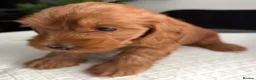 Cockapoo dogs for sale: Adorable Cockapoos *ready 14th Aug* - Advert 1