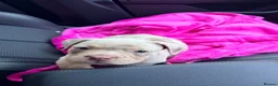 American Bully dogs for sale: 4.5-MONTH-OLD POCKET BULLY PUPPY in Bonnybridge - Advert 11