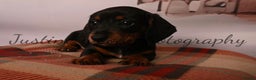 Miniature Dachshund dogs for sale: Miniature dachshunds - Advert 10
