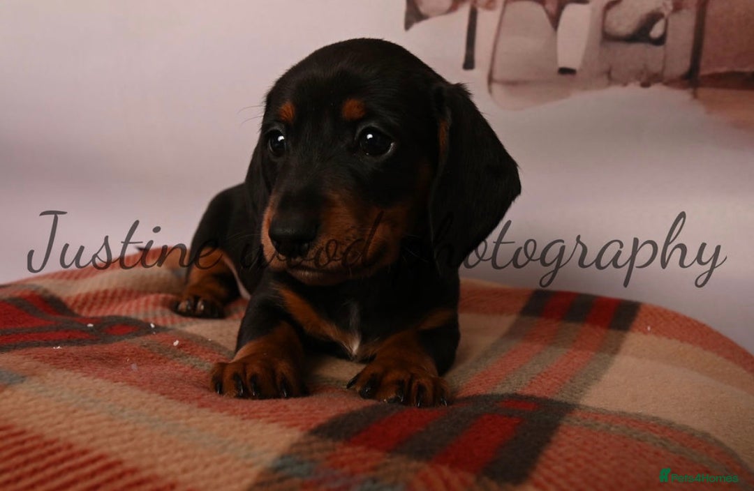 Miniature Dachshund dogs for sale: Miniature dachshunds - Advert 10