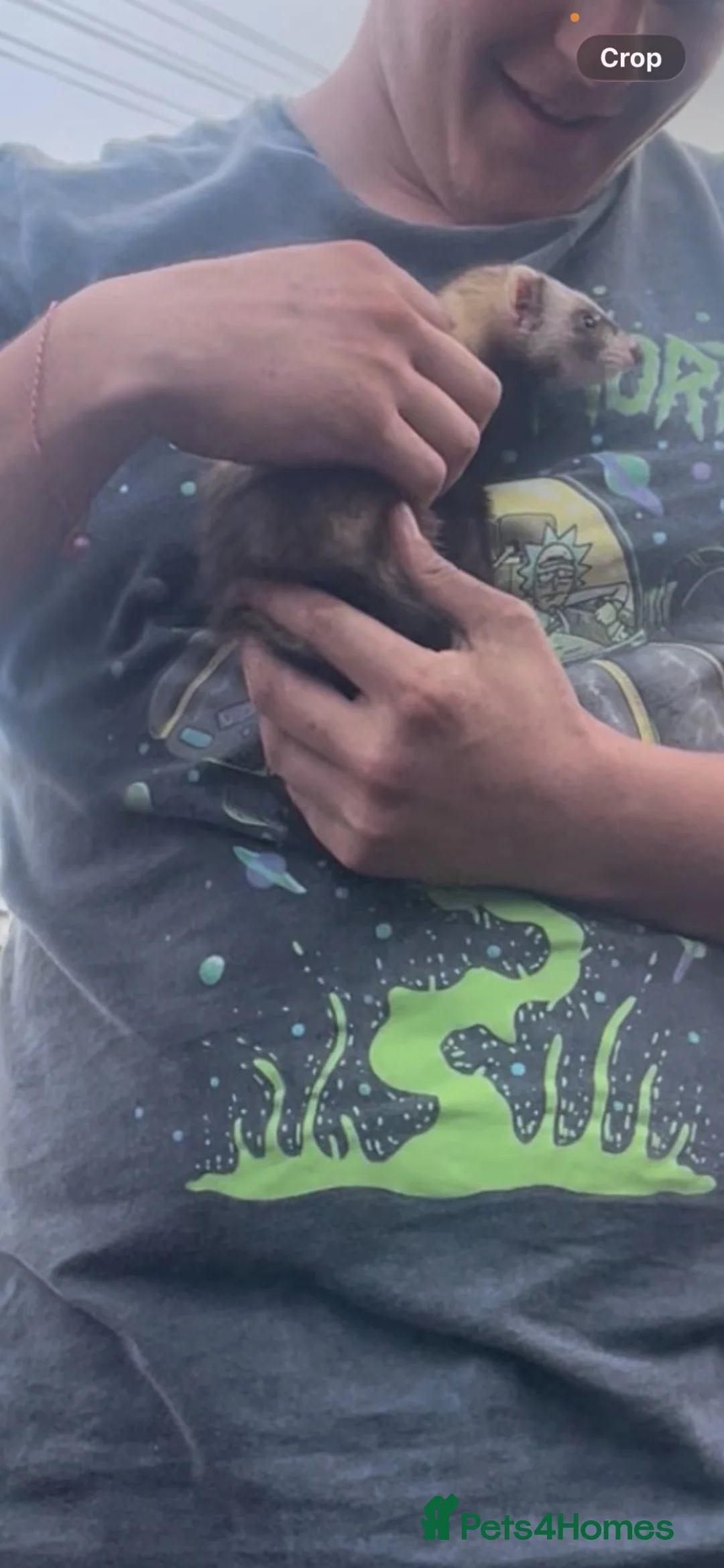 Ferret rodents for sale: 2 female kitts 3months old - Advert 2