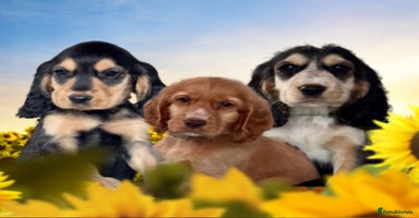 Cocker Spaniel dogs in Market Drayton - Advert 2