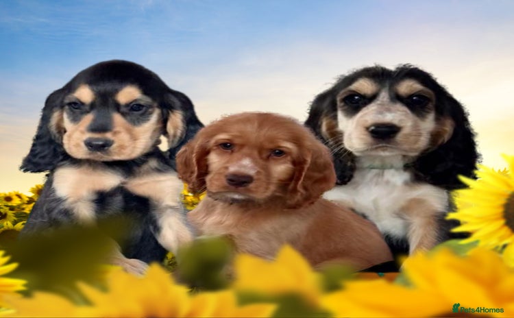 Cocker Spaniel dogs in Market Drayton - Advert 1
