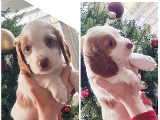 Cocker Spaniel dogs (Only 1 left) Working Cocker Spaniel Pups F1B - Advert 3