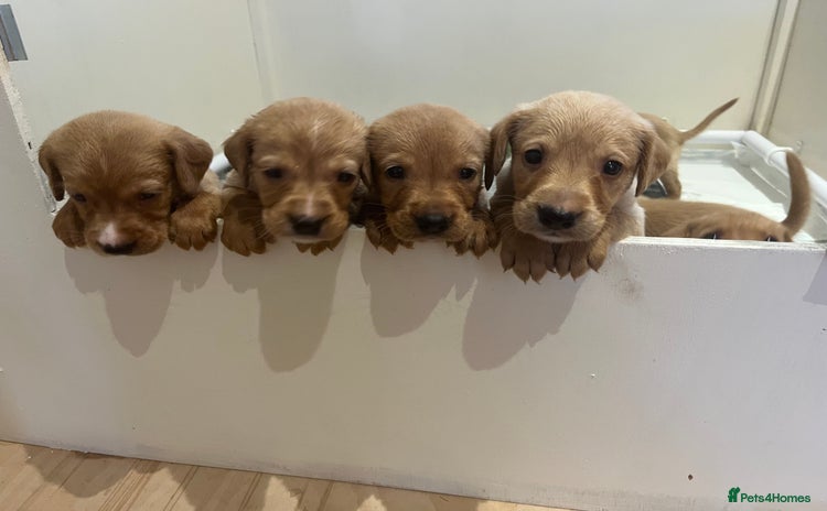 Goldador dogs - Advert 2