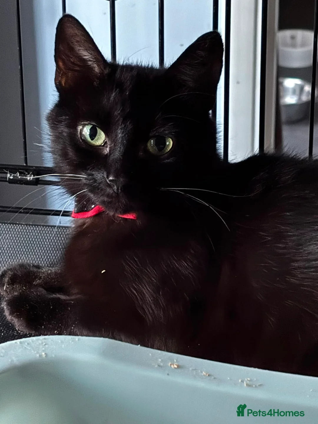 Domestic Shorthair cats for adoption: Cuddly Leila - Adopt from Cats in Crisis East Ldn - Advert 1