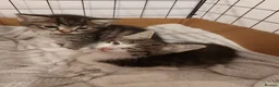 Mixed Breed cats for sale: Tabby Kittens 😸  - Advert 11