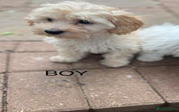 Maltipoo dogs for sale: RESERVED  Absolutely Stunning  Maltipoo GIRL - Image 10