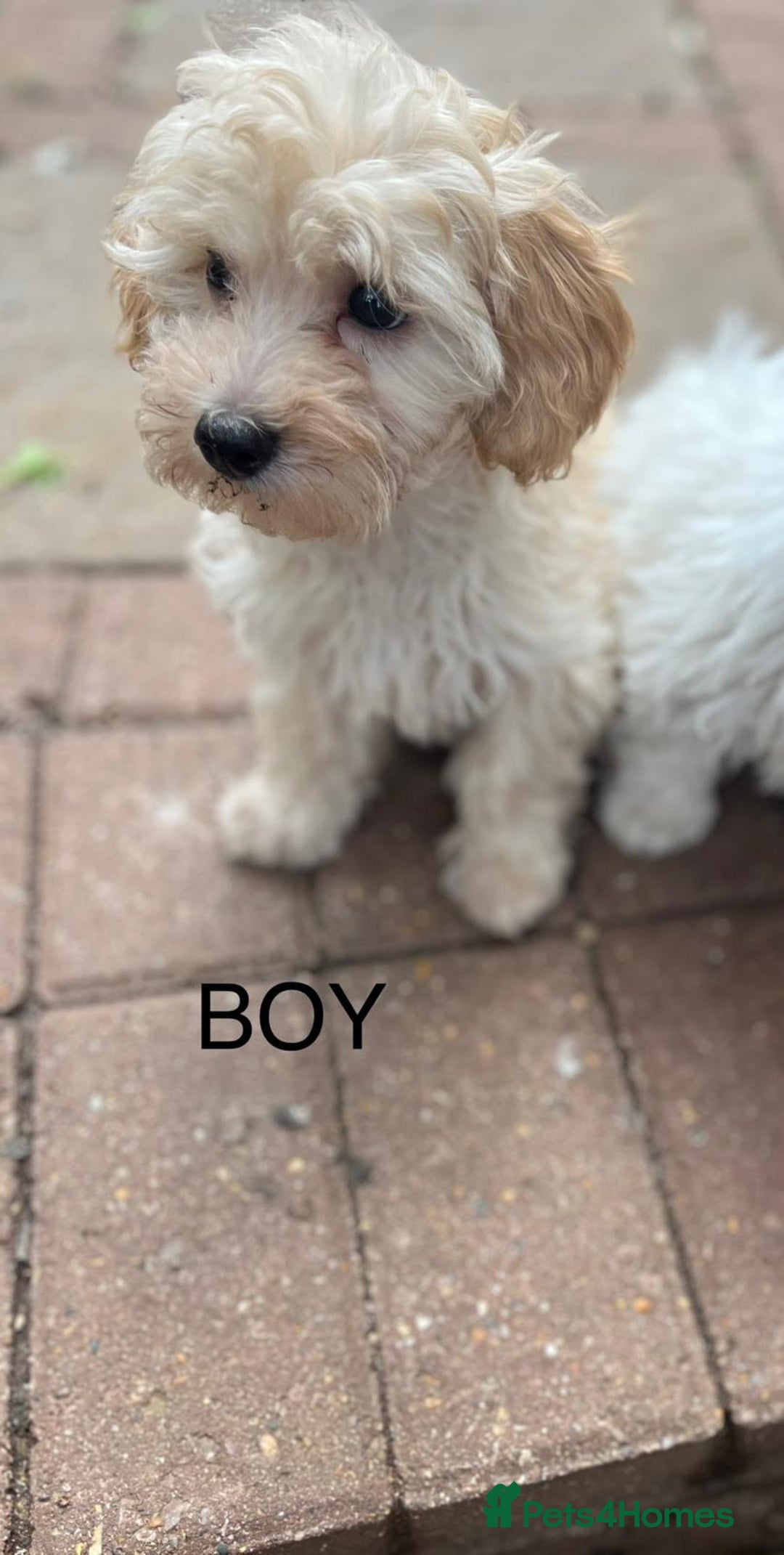 Maltipoo dogs for sale: RESERVED  Absolutely Stunning  Maltipoo GIRL - Image 10