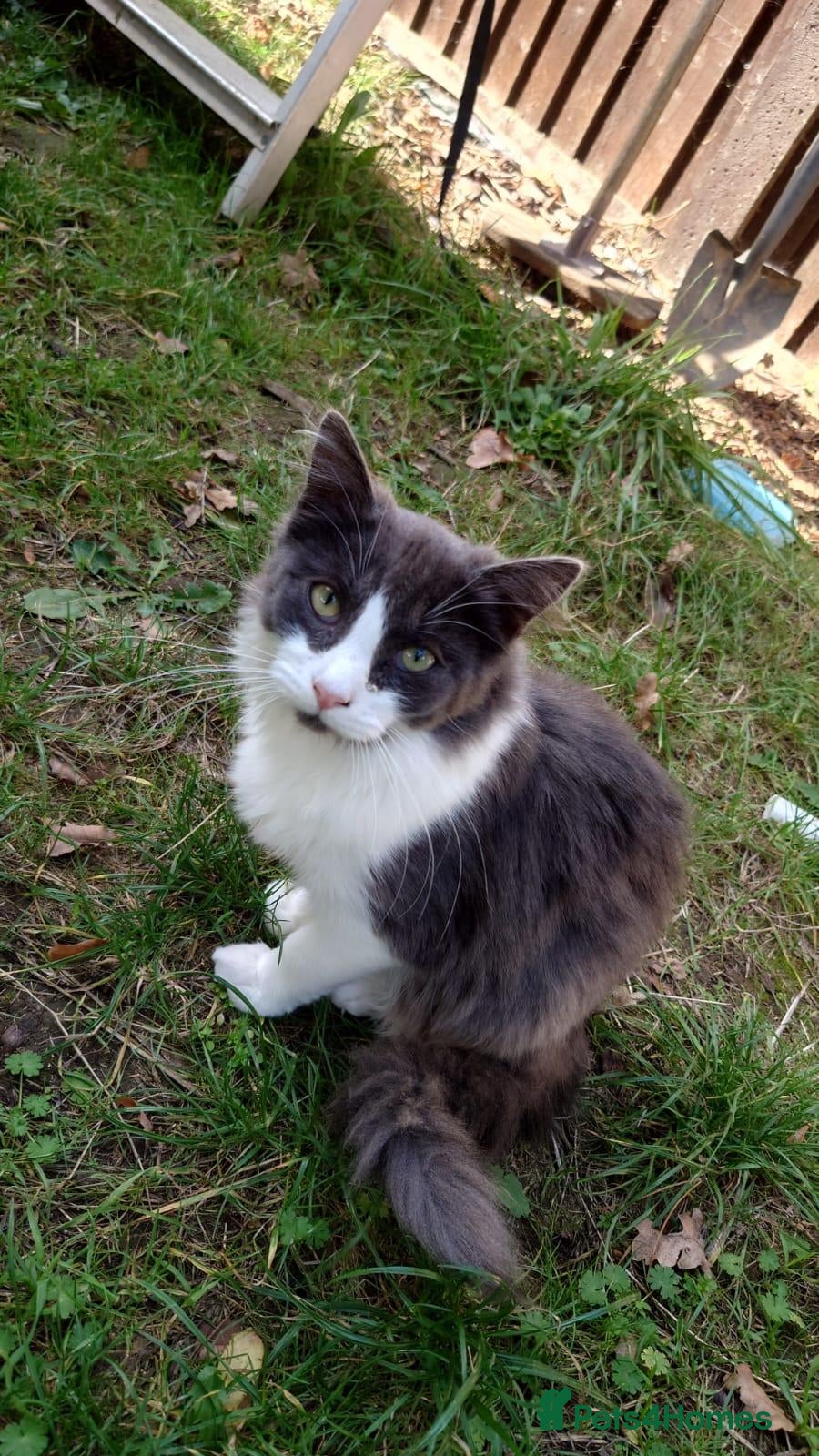 Mixed Breed cats Female and male cat - Advert 1