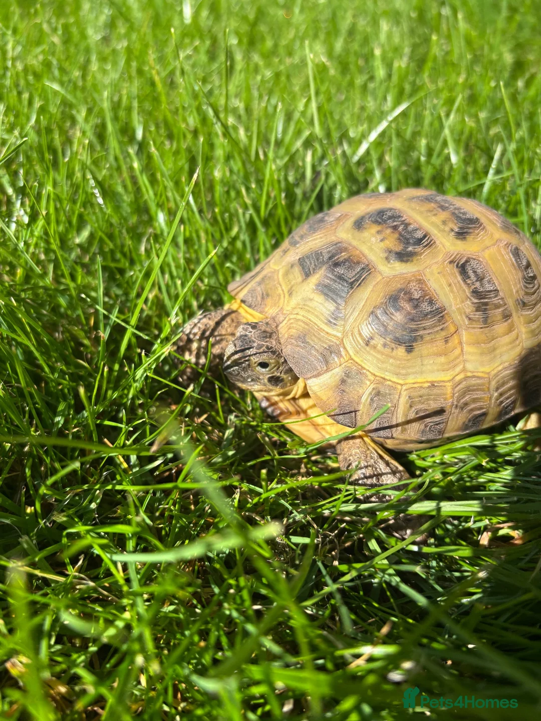 Tortoise reptiles for sale: Horsefield tortoise  in Hessle - Advert 2