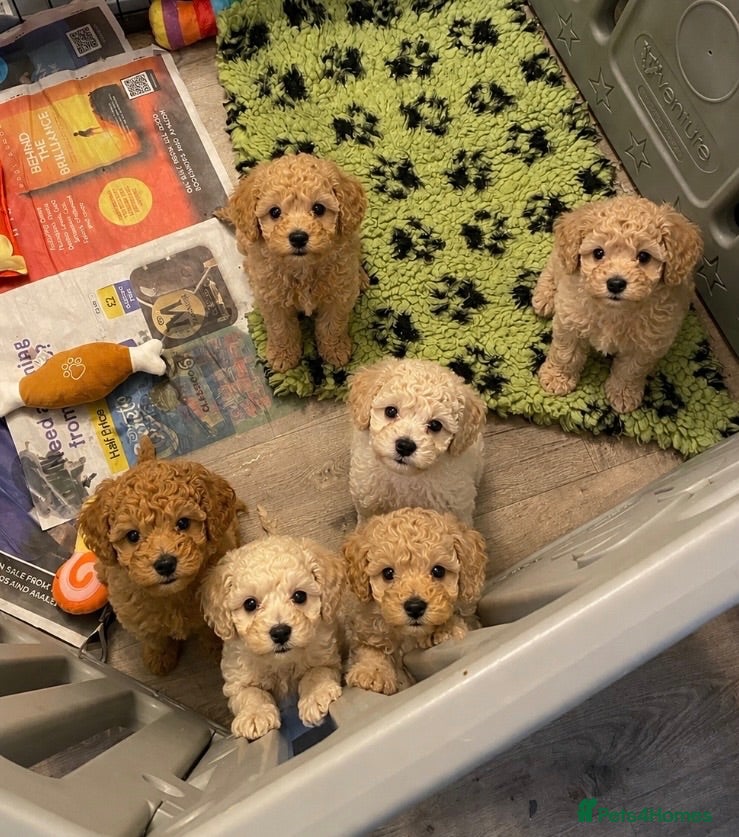 Poochon dogs Beautiful poochon puppies - Advert 4