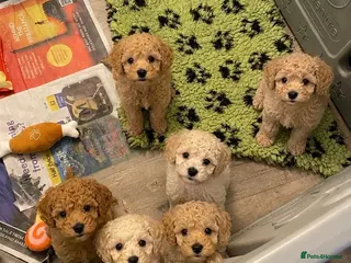 Poochon dogs Beautiful poochon puppies - Advert 1