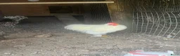 Chickens poultry for sale: Lovely white peking cockerel  - Advert 2