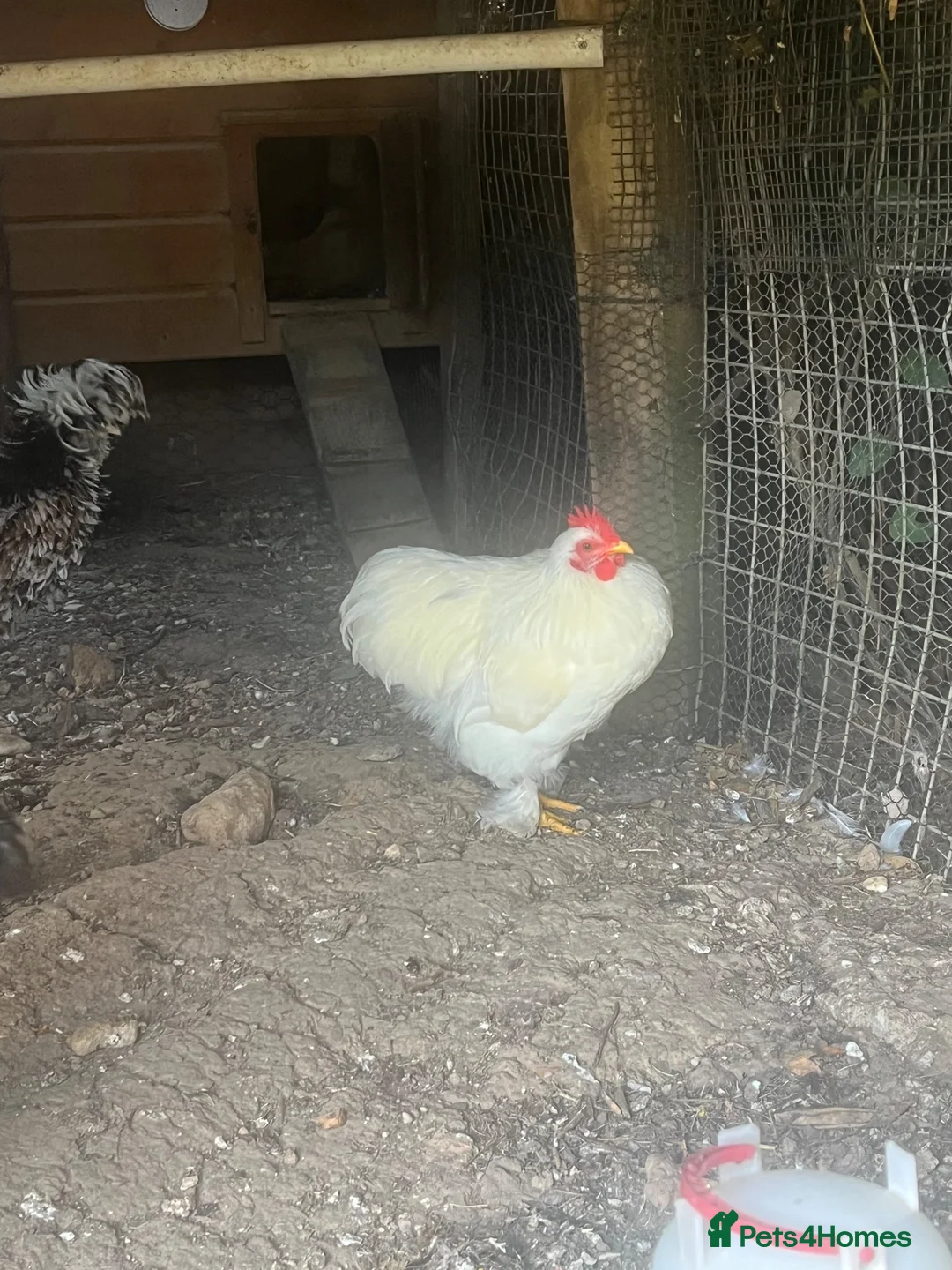Chickens poultry for sale: Lovely white peking cockerel  - Advert 2