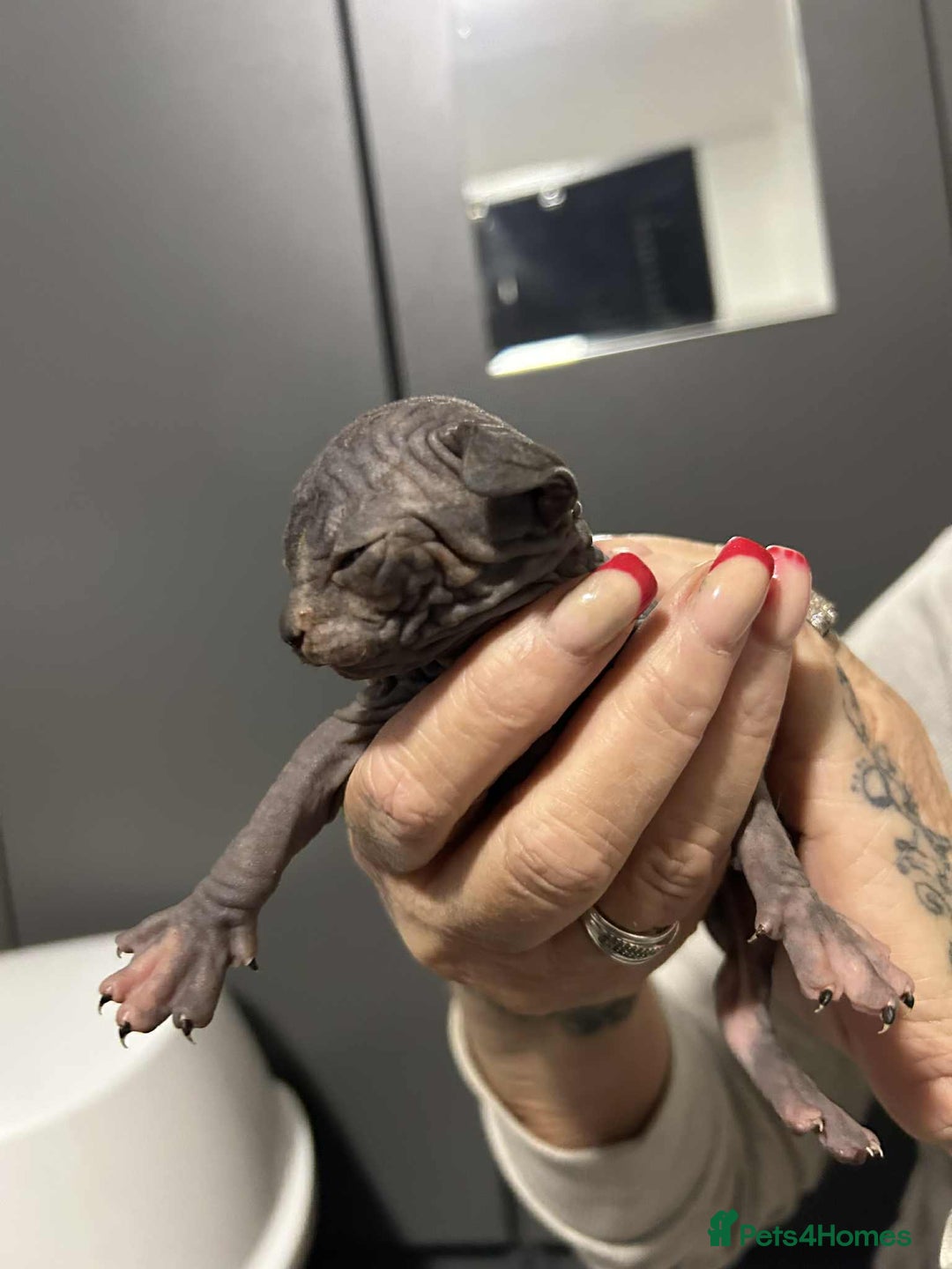 Sphynx cats for sale: 7 Sphynx Kittens  - Image 3