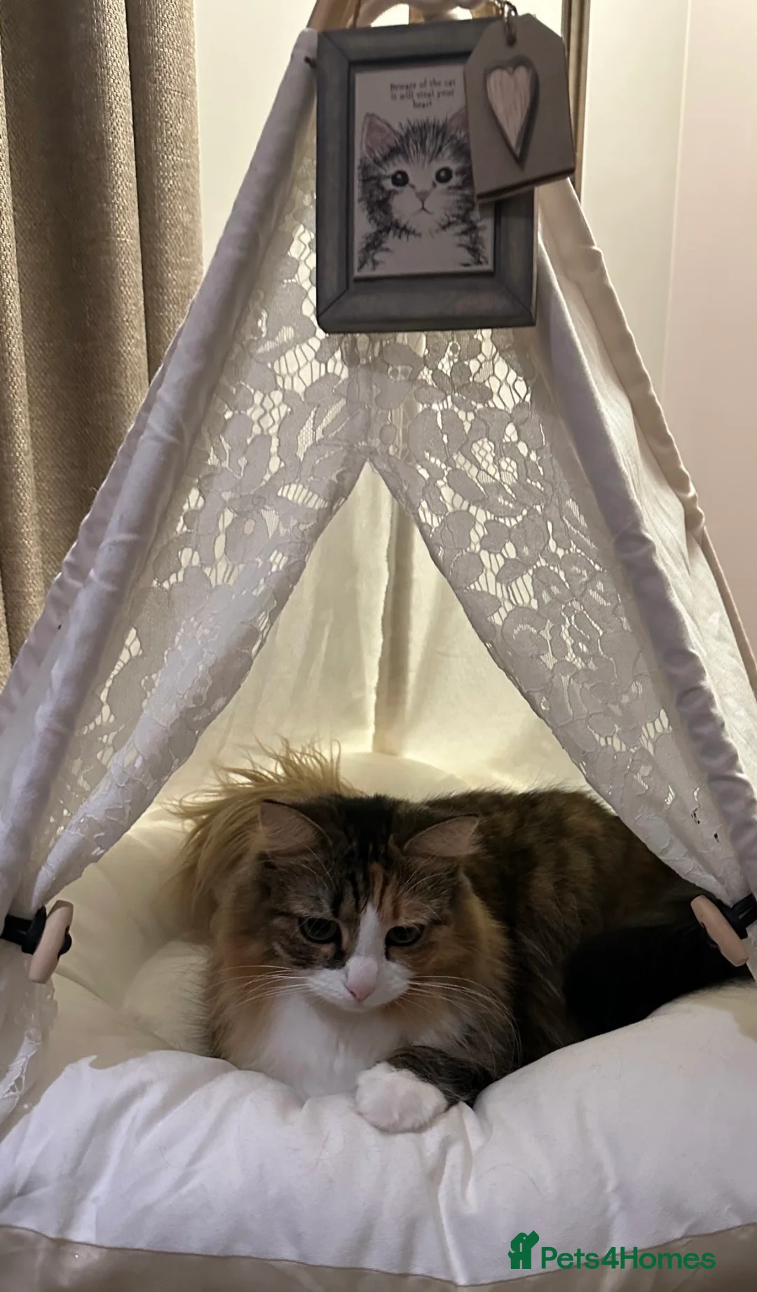 Siberian cats for sale: Purebred Siberian  in Exeter - Advert 2