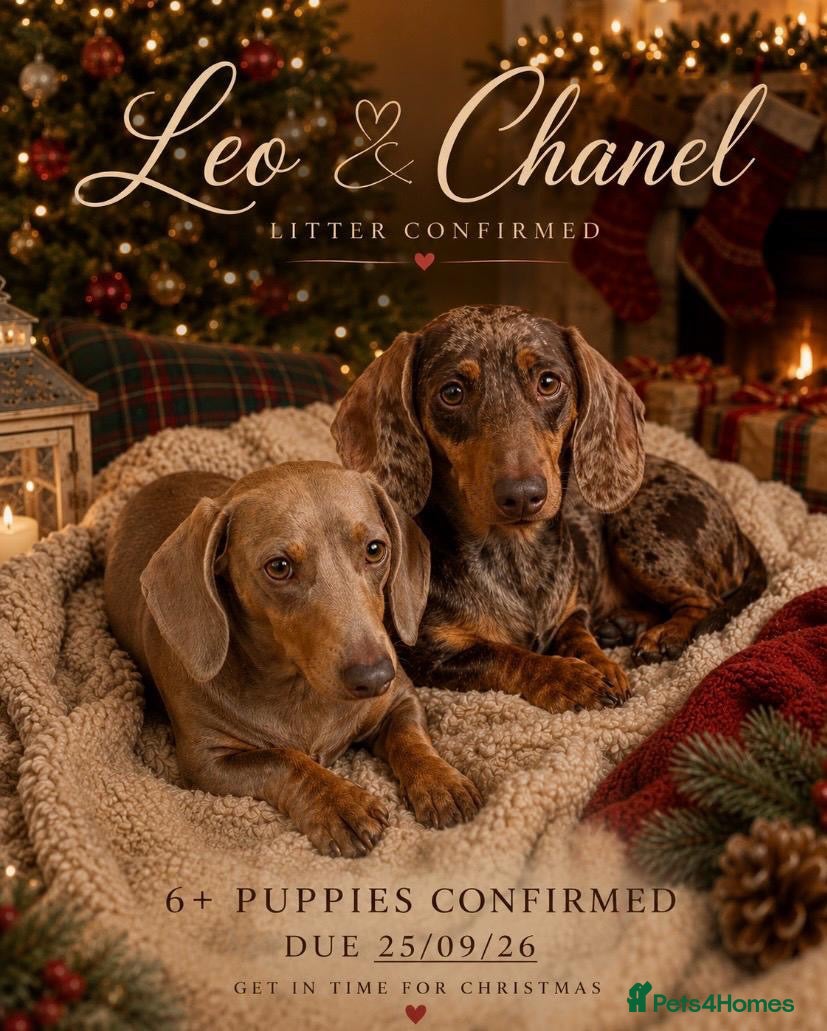 Miniature Dachshund dogs for sale: Kc Miniture dachshund 7 puppy's for sale - Advert 2