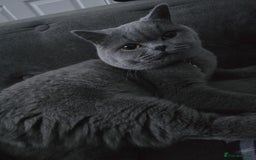 British Shorthair cats for sale: Female british shorthair  - Image 4