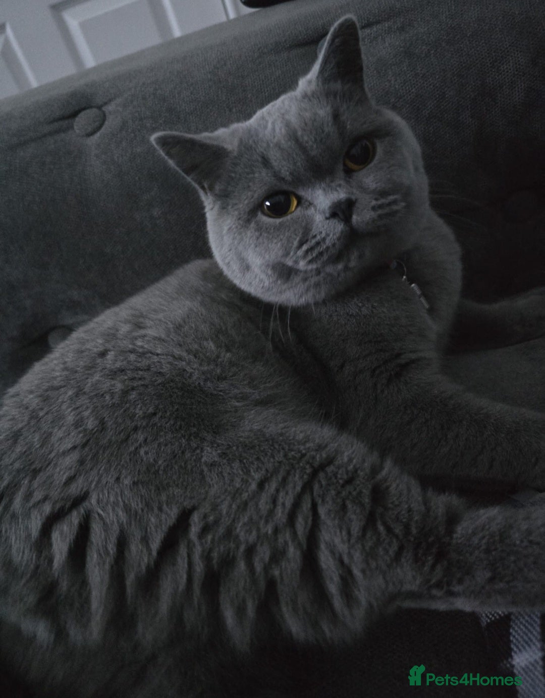 British Shorthair cats for sale: Female british shorthair  - Image 4